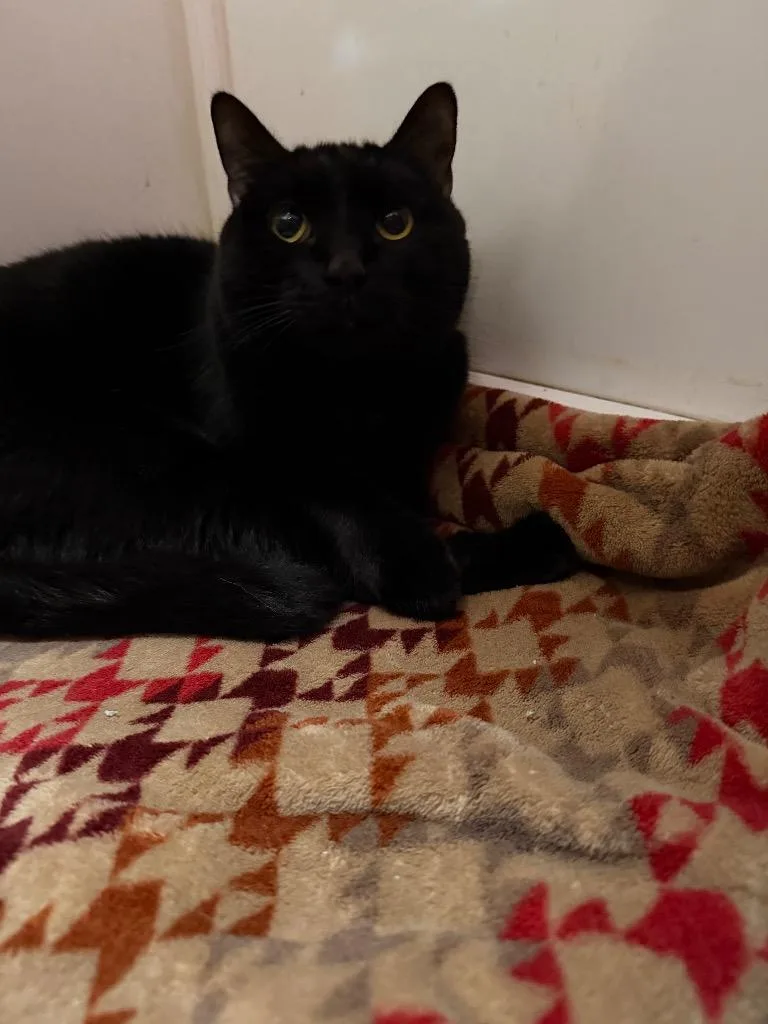 An adult medium-sized female Domestic Short Hair cat named Pooh Bear for adoption in Lancaster, PA