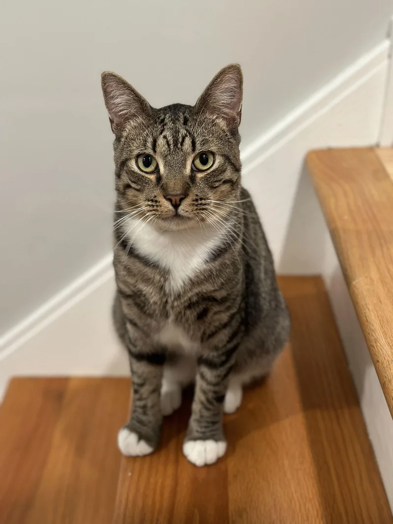 Luke Skywalker thumbnail 2