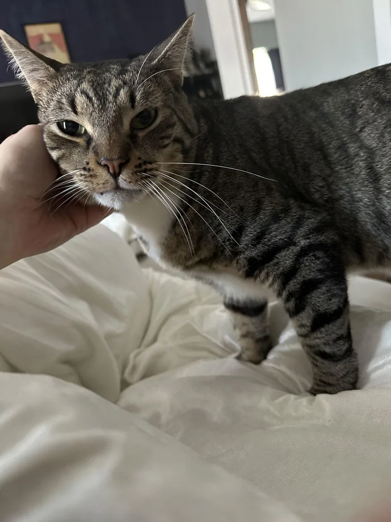 Luke Skywalker thumbnail 3