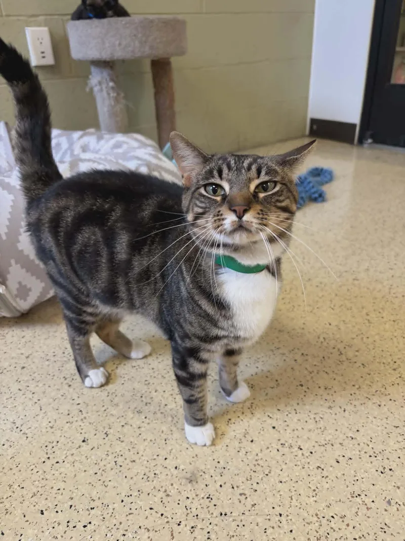 An adult medium-sized male Tabby cat named Tony for adoption in Muncie, IN