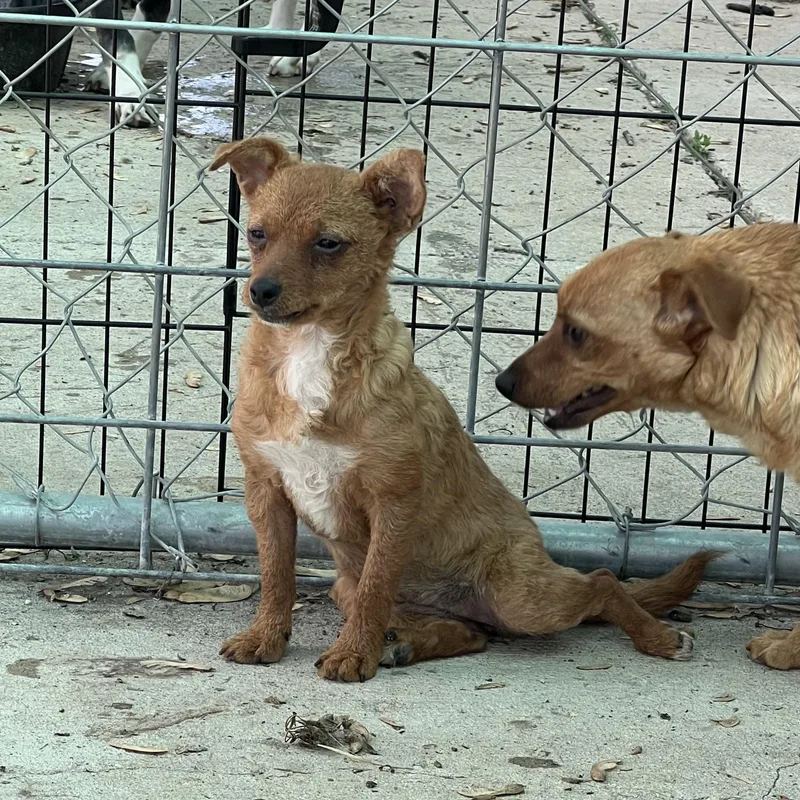 A baby small-sized female Red / Chestnut / Orange Yorkshire Terrier dog named Baby for adoption in Fairmont, MN