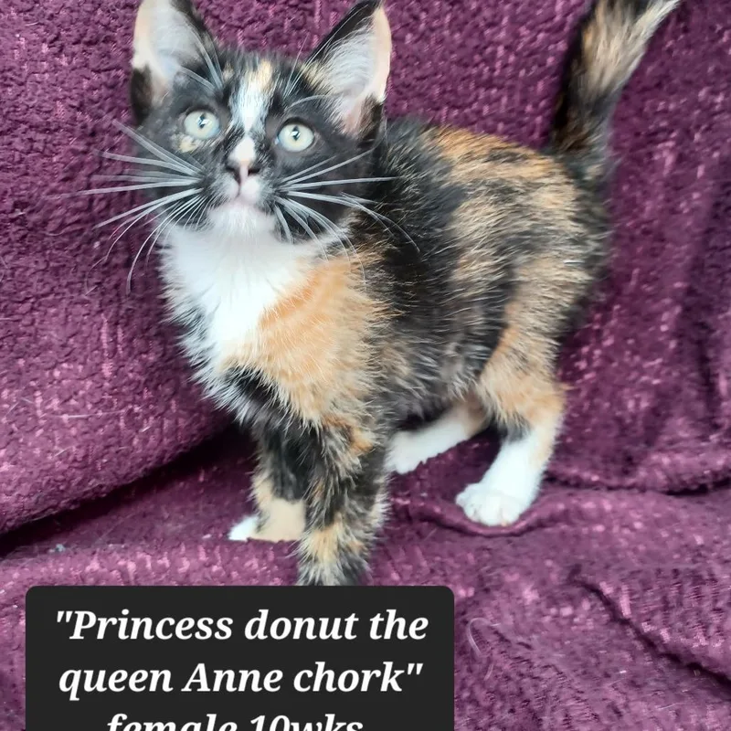 A baby small-sized female Domestic Short Hair cat named Princess Donut the Queen for adoption in New Tazewell, TN