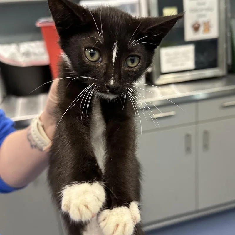 A baby small-sized male Black Domestic Short Hair cat named Minties for adoption in Greensboro, NC
