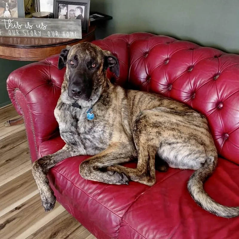 Maverick thumbnail 2