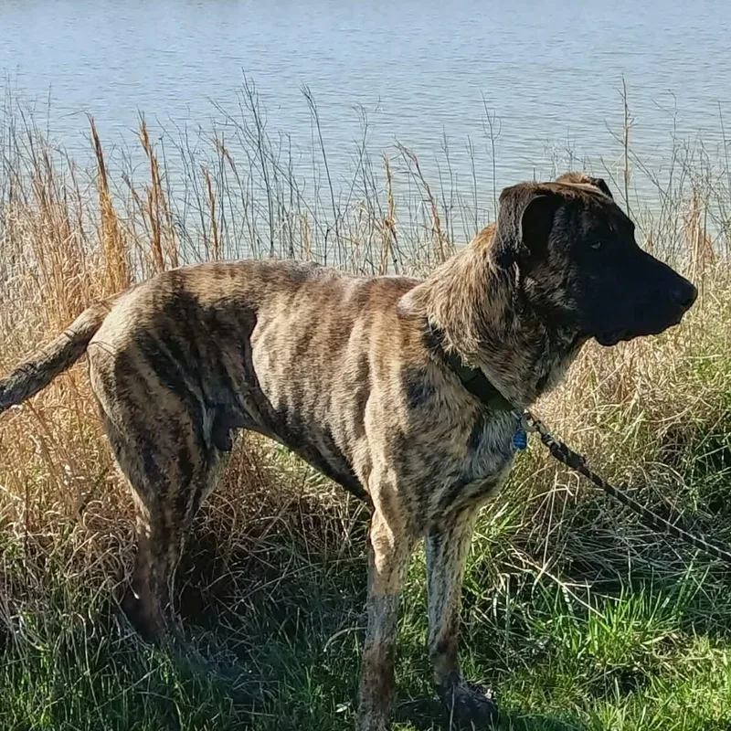 Maverick thumbnail 3