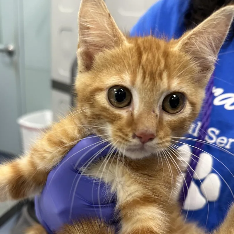 A baby small-sized male Orange / Red Domestic Short Hair cat named Sumba for adoption in Greensboro, NC