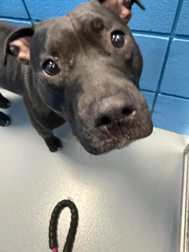 A young medium-sized female Pit Bull Terrier dog named Coraline for adoption in Hartsville, SC
