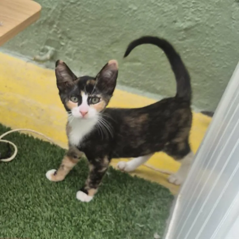A baby small-sized female Black Domestic Short Hair cat named Rainbow for adoption in Las Cruces, NM