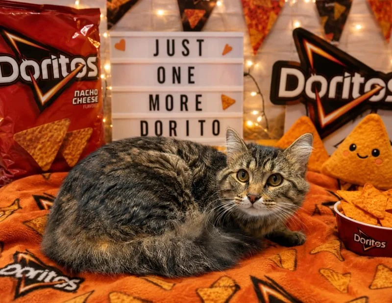 Dorito