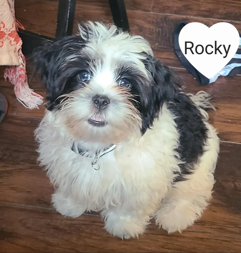 Rocky and Rubble thumbnail 4