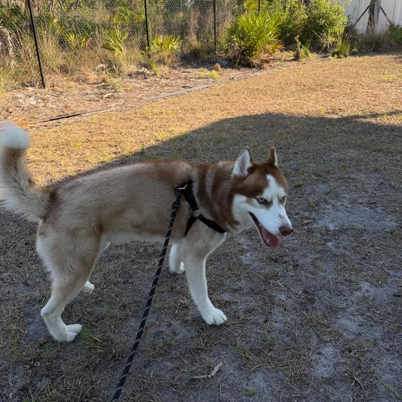 Loki