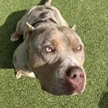 An adult large-sized female Merle (Blue) American Bully dog named London for adoption in Hilliard, OH