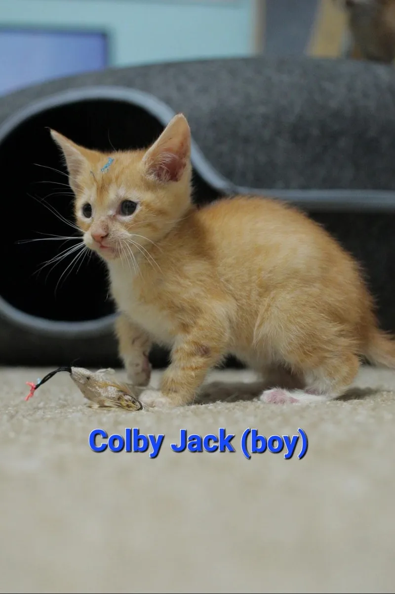 Colby Jack thumbnail 3