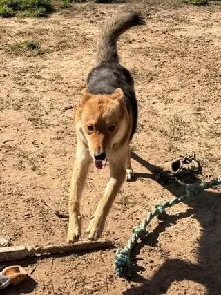 Cayenne