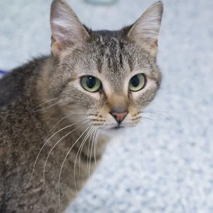 A young medium-sized female Domestic Short Hair cat named Petunia for adoption in Verona, WI