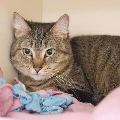 Petunia thumbnail 3