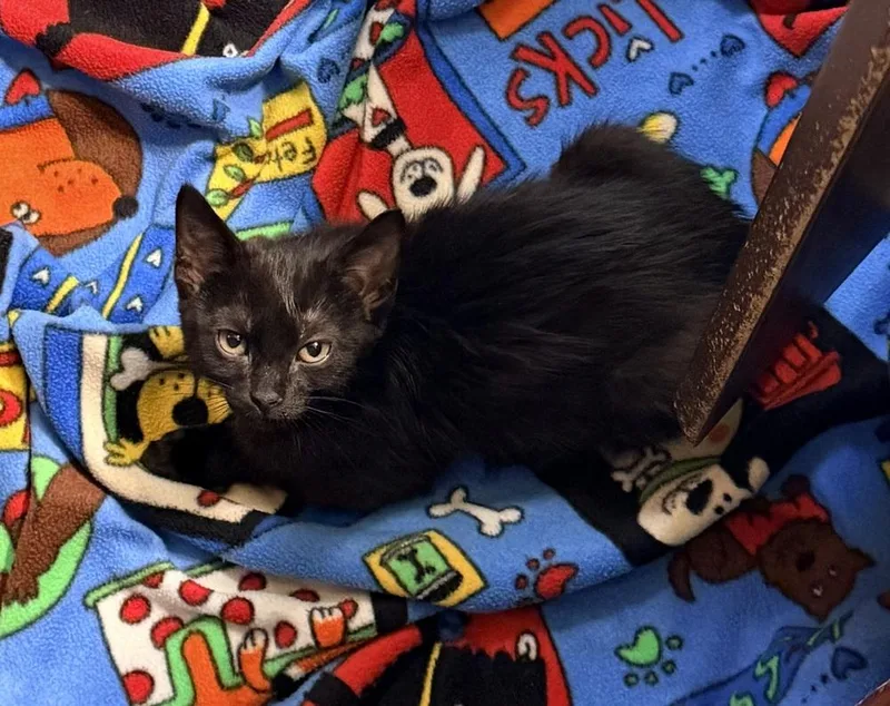 Mustard Only thumbnail 2