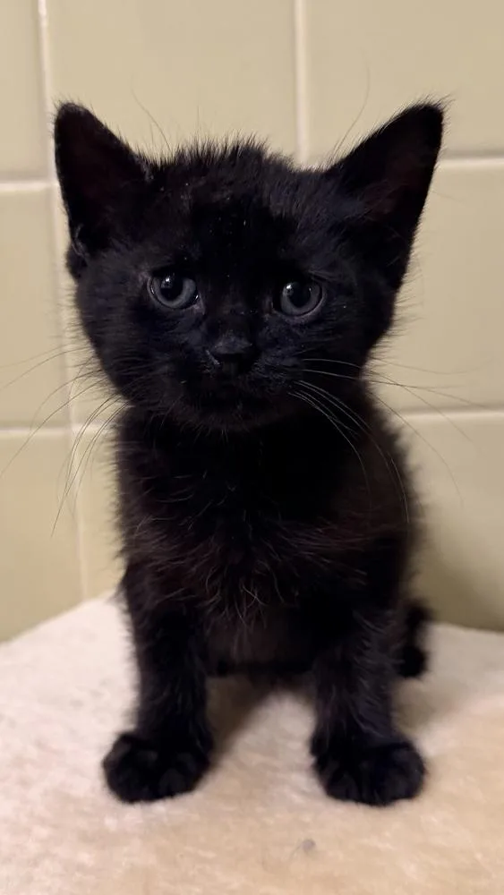 Mustard Only thumbnail 3