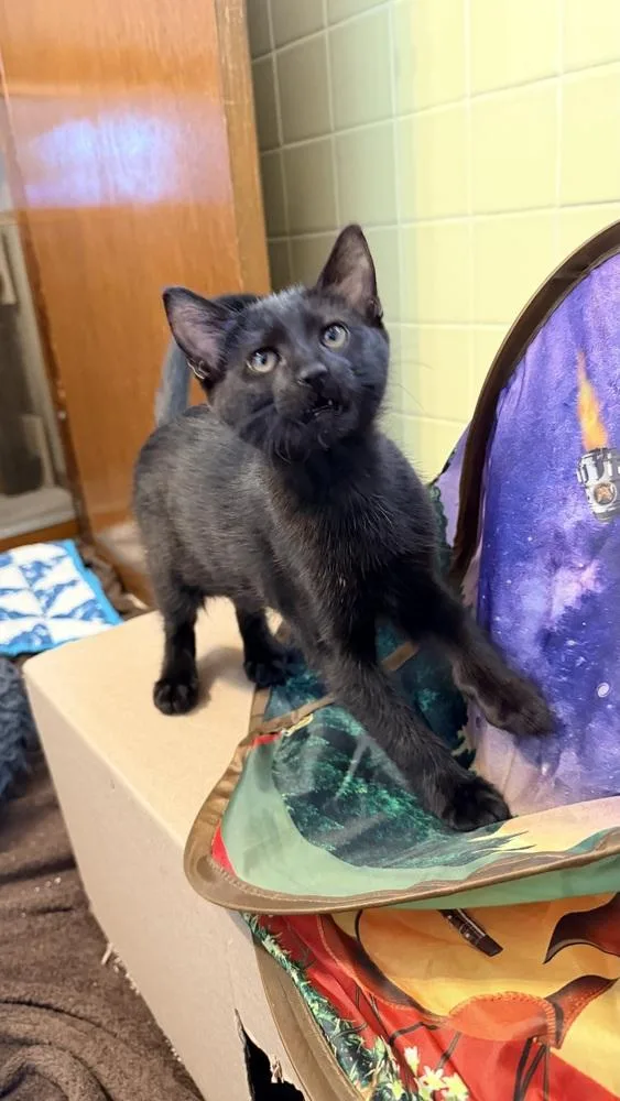 Mustard Only thumbnail 4