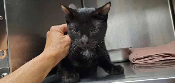 A young small-sized male Domestic Short Hair cat named Kyupi for adoption in Salt Lake City, UT