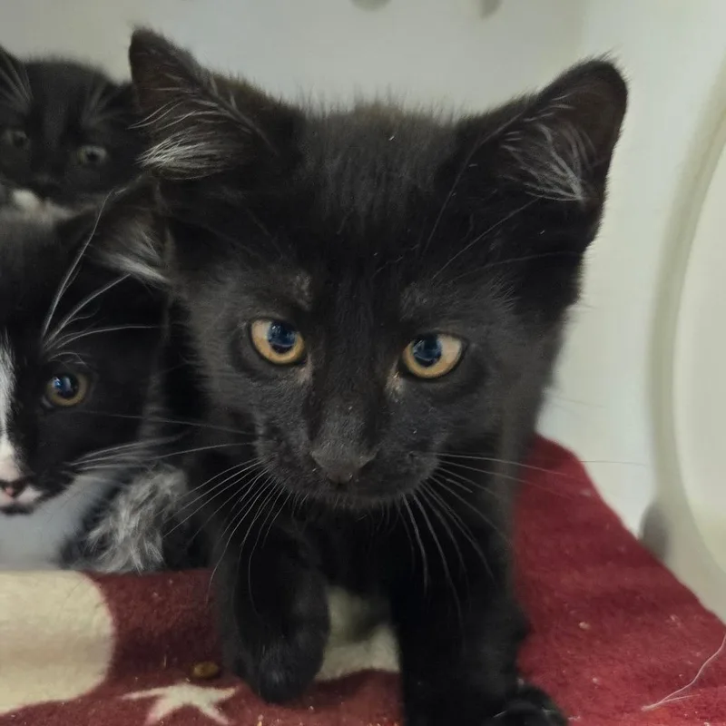 A baby small-sized male Black Domestic Short Hair cat named Lima Bean for adoption in Waukesha, WI
