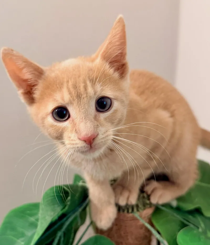 Shamrock thumbnail 2