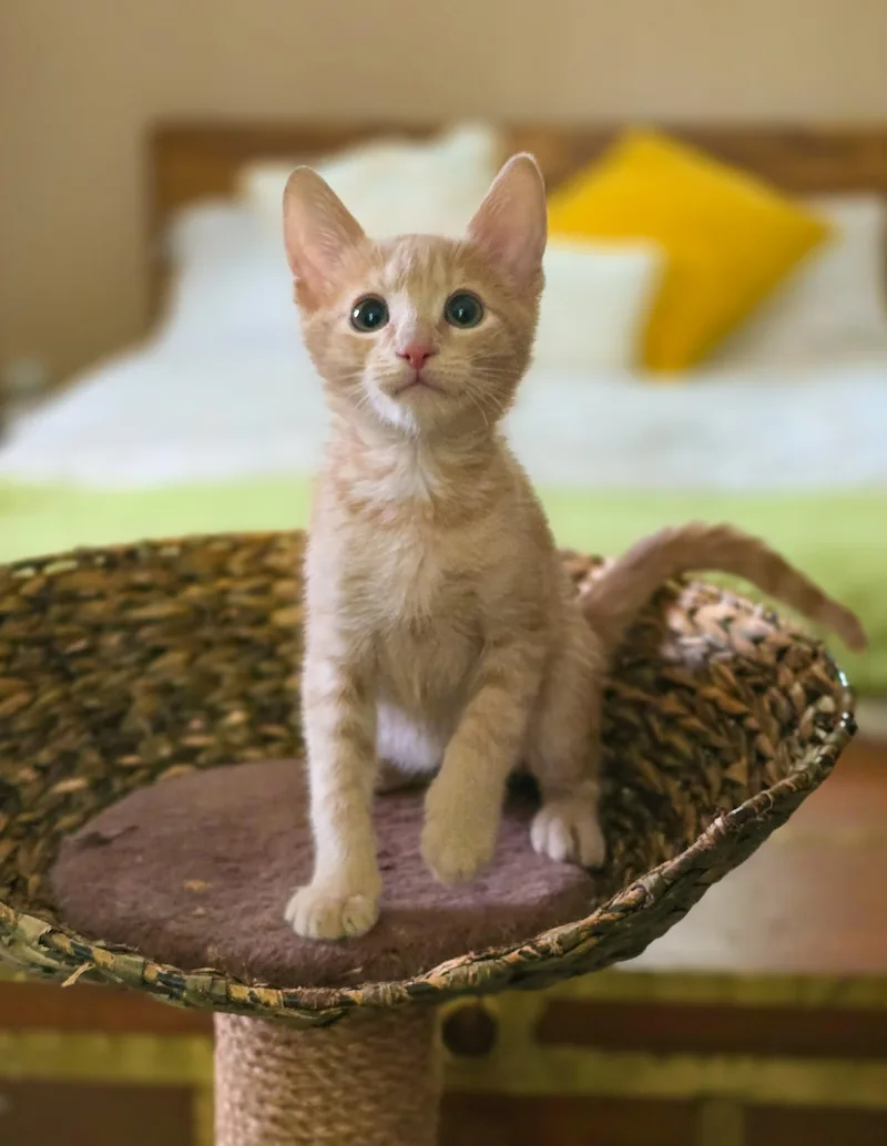 Shamrock thumbnail 3