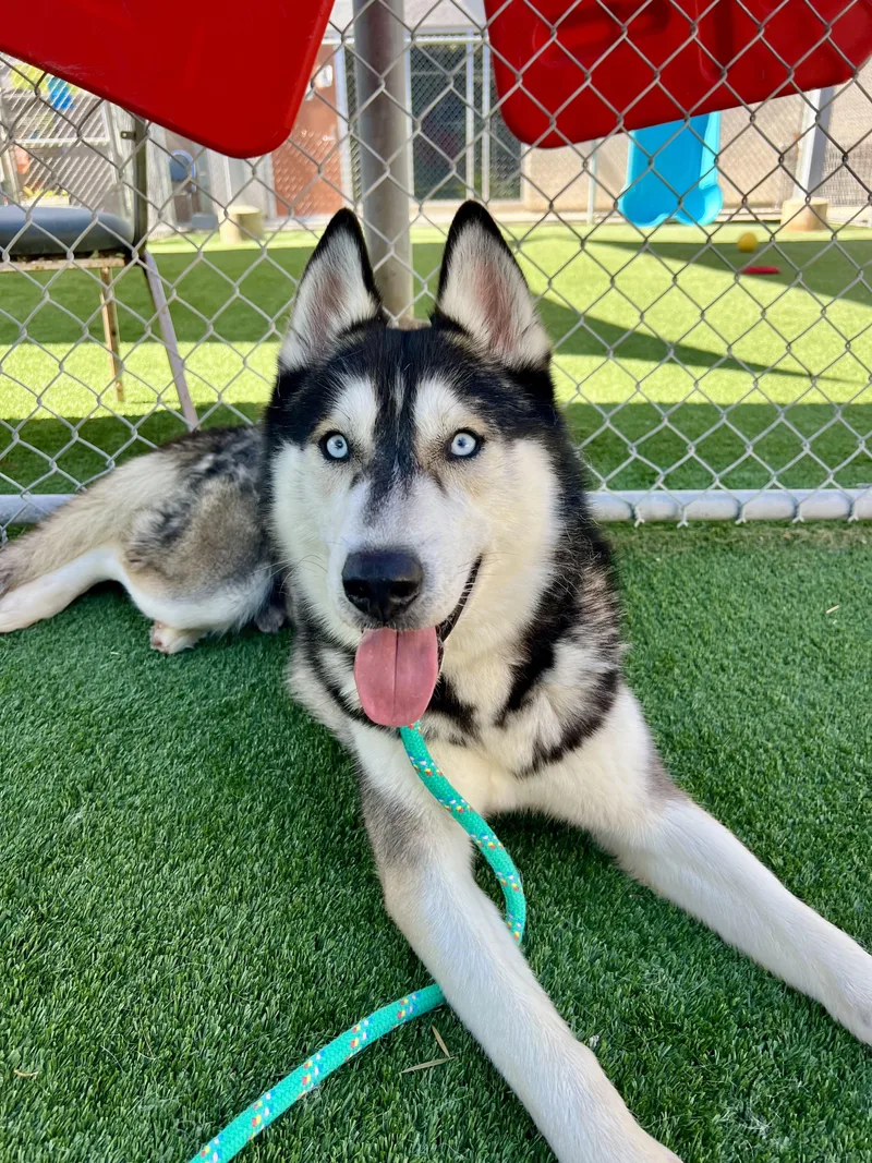 An adult medium-sized male Siberian Husky dog named Nanook for adoption in Rancho Palos Verdes, CA