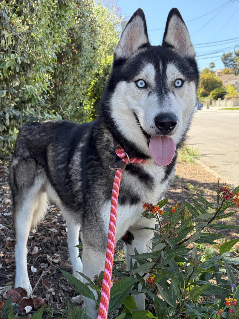Nanook thumbnail 2