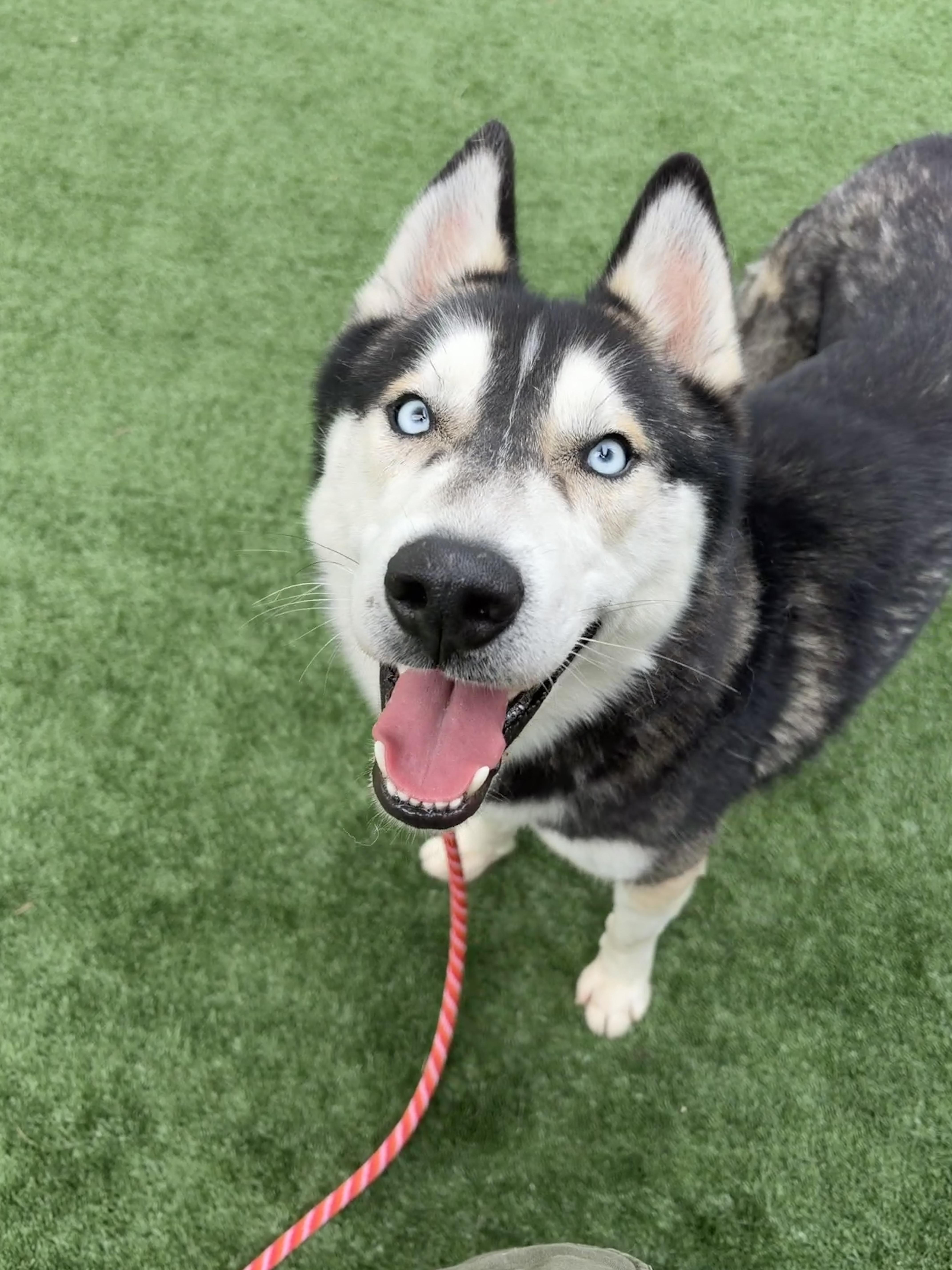 Nanook thumbnail 3