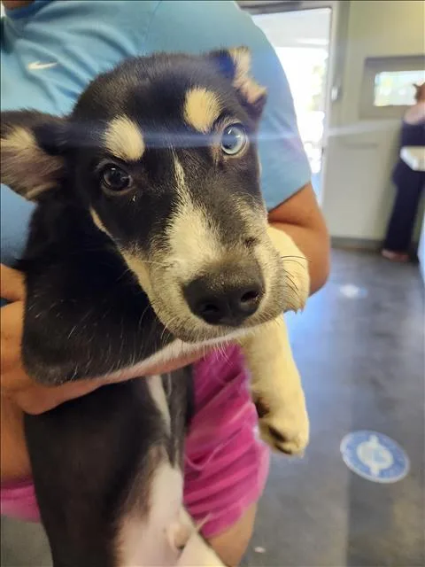 A baby small-sized male Siberian Husky dog named A for adoption in Los Angeles, CA
