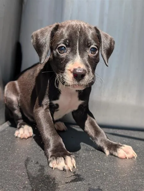 A baby small-sized female Labrador Retriever dog named Calamity for adoption in San Antonio, TX