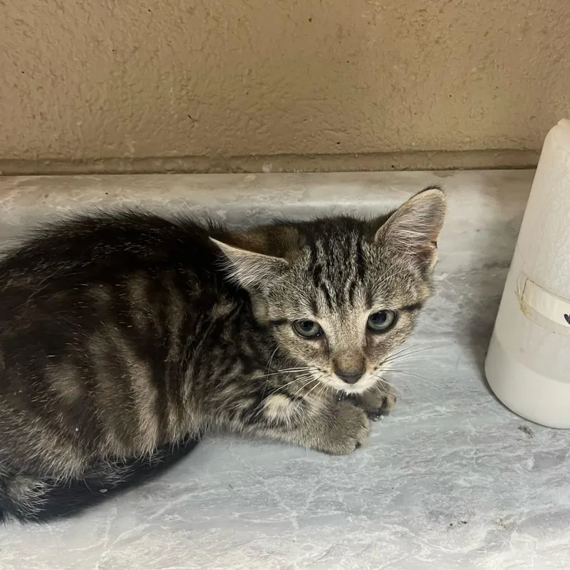 A baby small-sized female Black Domestic Short Hair cat named Quartz for adoption in Lewisburg, WV