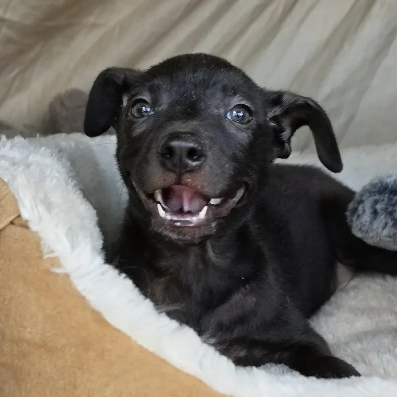 A baby medium-sized male Black Labrador Retriever dog named Toes for adoption in Cleveland, TX