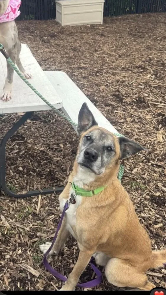 A senior large-sized male Apricot / Beige Belgian Shepherd / Malinois dog named Nipsey Located in Nebraska for adoption in Imlay City, MI