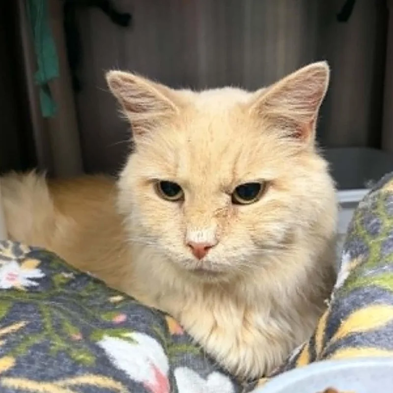 A senior small-sized male Buff / Tan / Fawn Domestic Medium Hair cat named Bob for adoption in Marion, VA