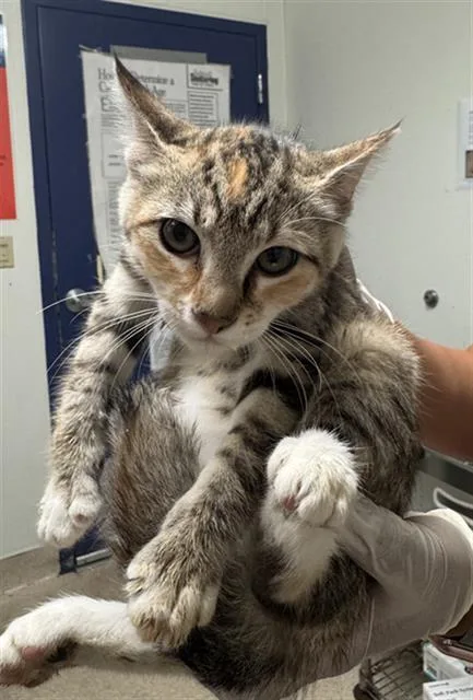 A baby small-sized female Domestic Short Hair cat named Moon for adoption in Bakersfield, CA