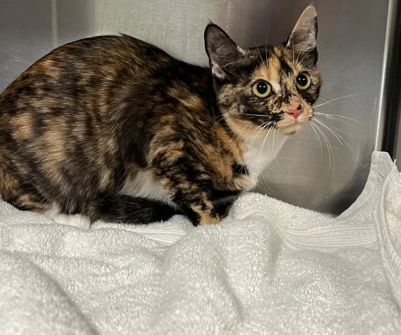 A baby small-sized female Domestic Short Hair cat named Cinnamon for adoption in Labelle, FL