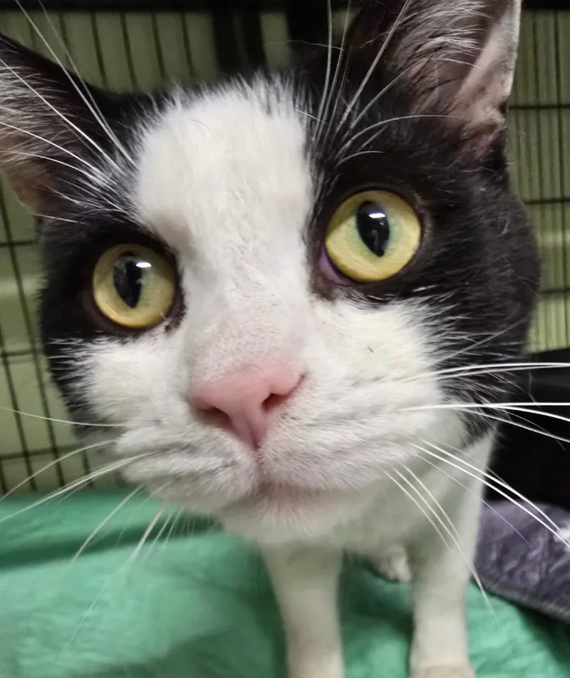 An adult medium-sized male Domestic Short Hair cat named Rocky Horror Picture Show for adoption in Auburn, IN