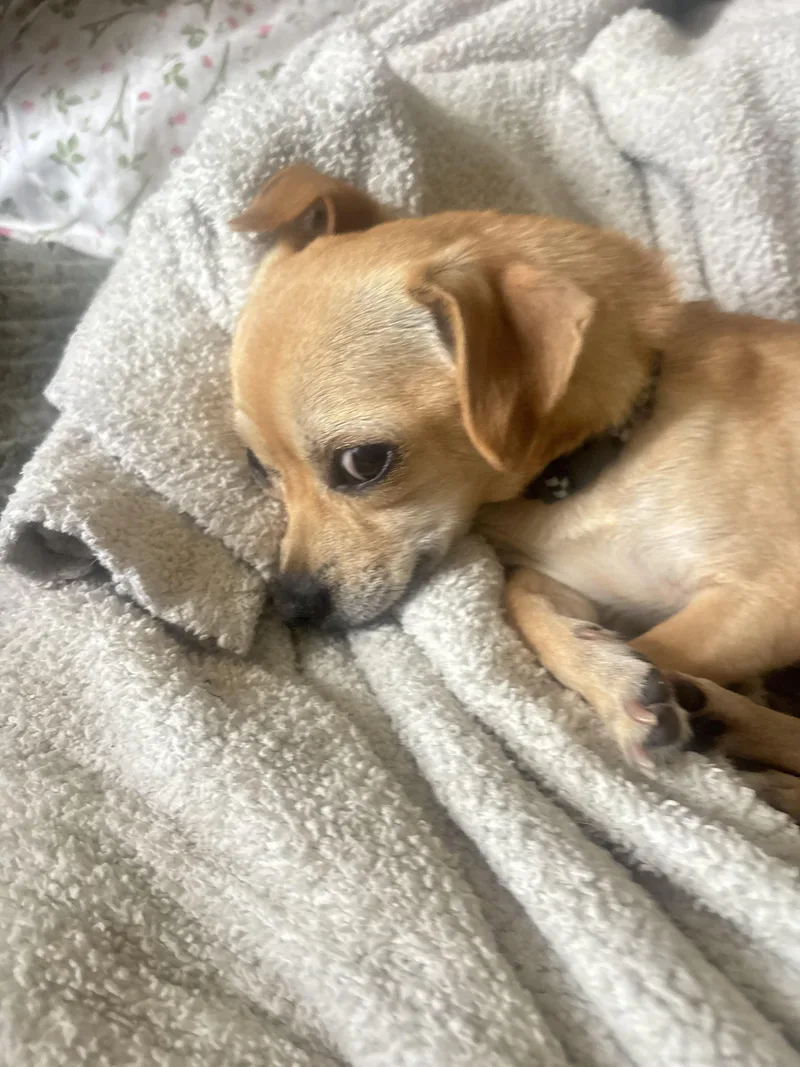 A young small-sized male Chihuahua dog named Peter Pan for adoption in San Antonio, TX