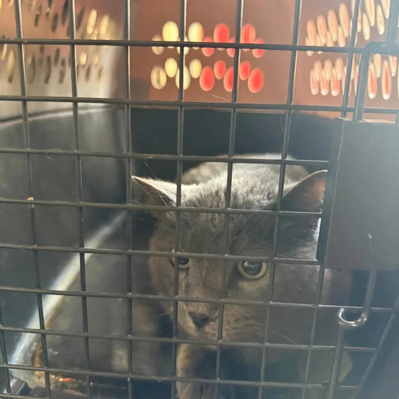 A senior large-sized male Gray / Blue / Silver Domestic Short Hair cat named Smokie for adoption in Enterprise, AL