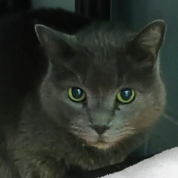 Smokie thumbnail 2