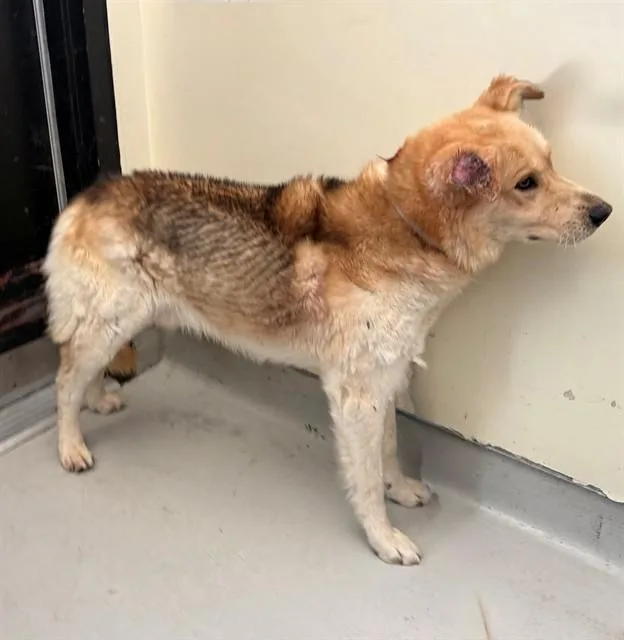 An adult large-sized male Siberian Husky dog named Jerry for adoption in Lancaster, CA