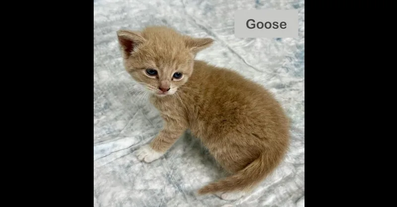 A baby small-sized female Domestic Short Hair cat named Goose for adoption in Chalfont, PA