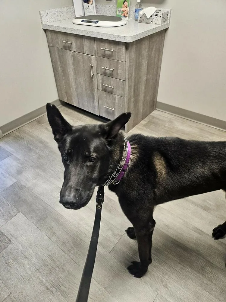 Ruger  Fka Patterson thumbnail 2