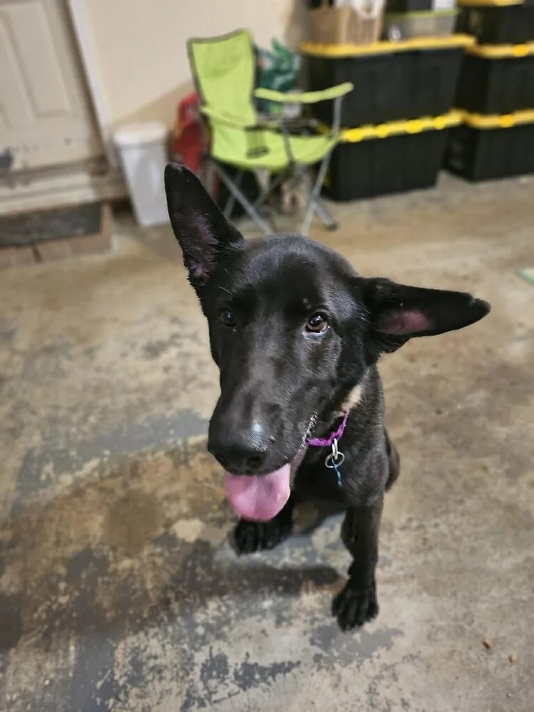 Ruger  Fka Patterson thumbnail 3