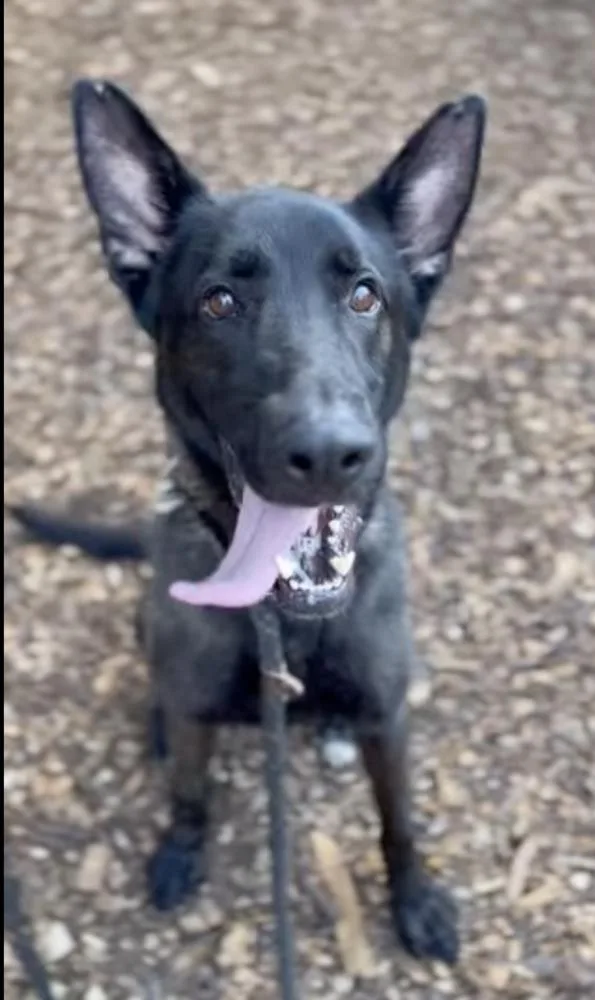 Ruger  Fka Patterson thumbnail 4