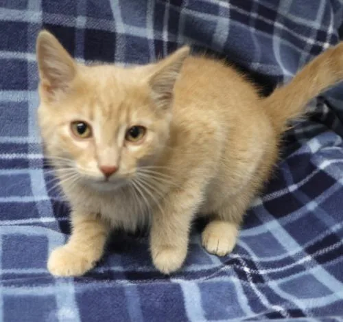 A young medium-sized female Buff / Tan / Fawn Domestic Short Hair cat named Jade for adoption in Thief River Falls, MN