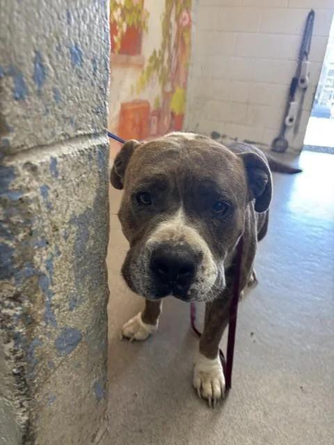 An adult large-sized male Pit Bull Terrier dog named Hagrid for adoption in San Bernardino, CA