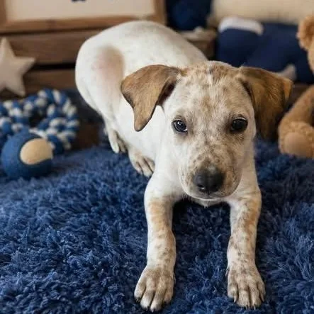 A baby medium-sized male White / Cream Australian Shepherd dog named Charlie for adoption in Brewton, AL